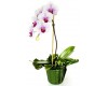 Orchid as a Gift - 5 inch - Assorted Colors